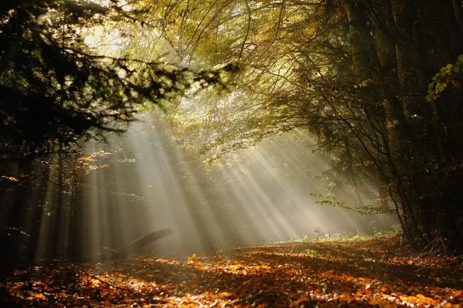 forest, forest glade, fog, glade, sunbeams, fall, autumn colors, radiant, mystical, nature, landscape, forest glade, forest glade, glade, glade, glade, sunbeams, radiant, radiant, radiant, radiant, radiant
