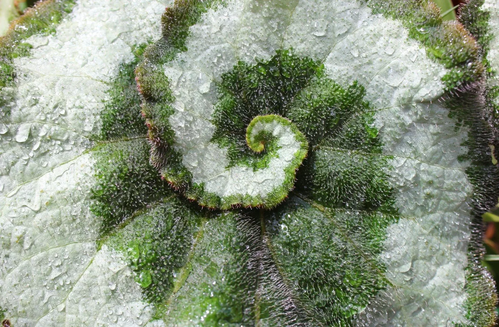 a close-up of some moss