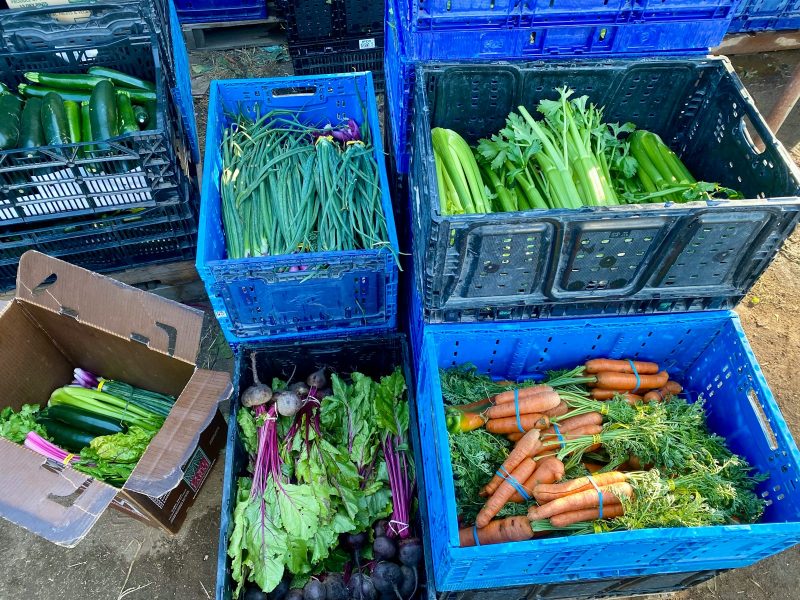 Fresh vegetables in blue crates and cardboard boxes.