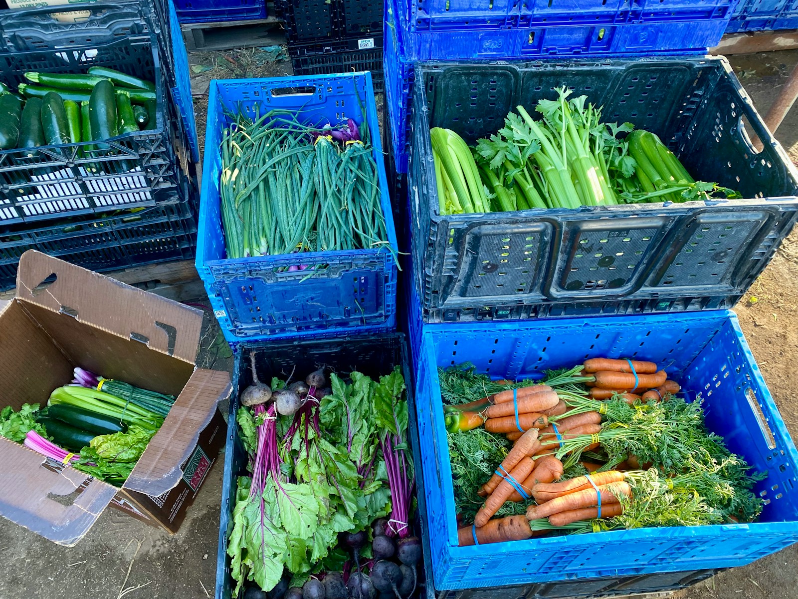 Fresh vegetables in blue crates and cardboard boxes.